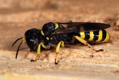 Ectemnius cephalotes