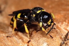 Ectemnius cephalotes