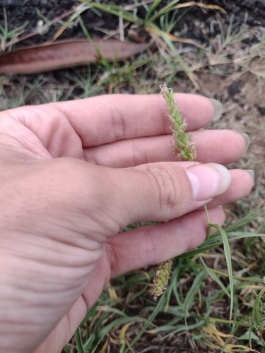 Cenchrus setigerus, 2022-06-04