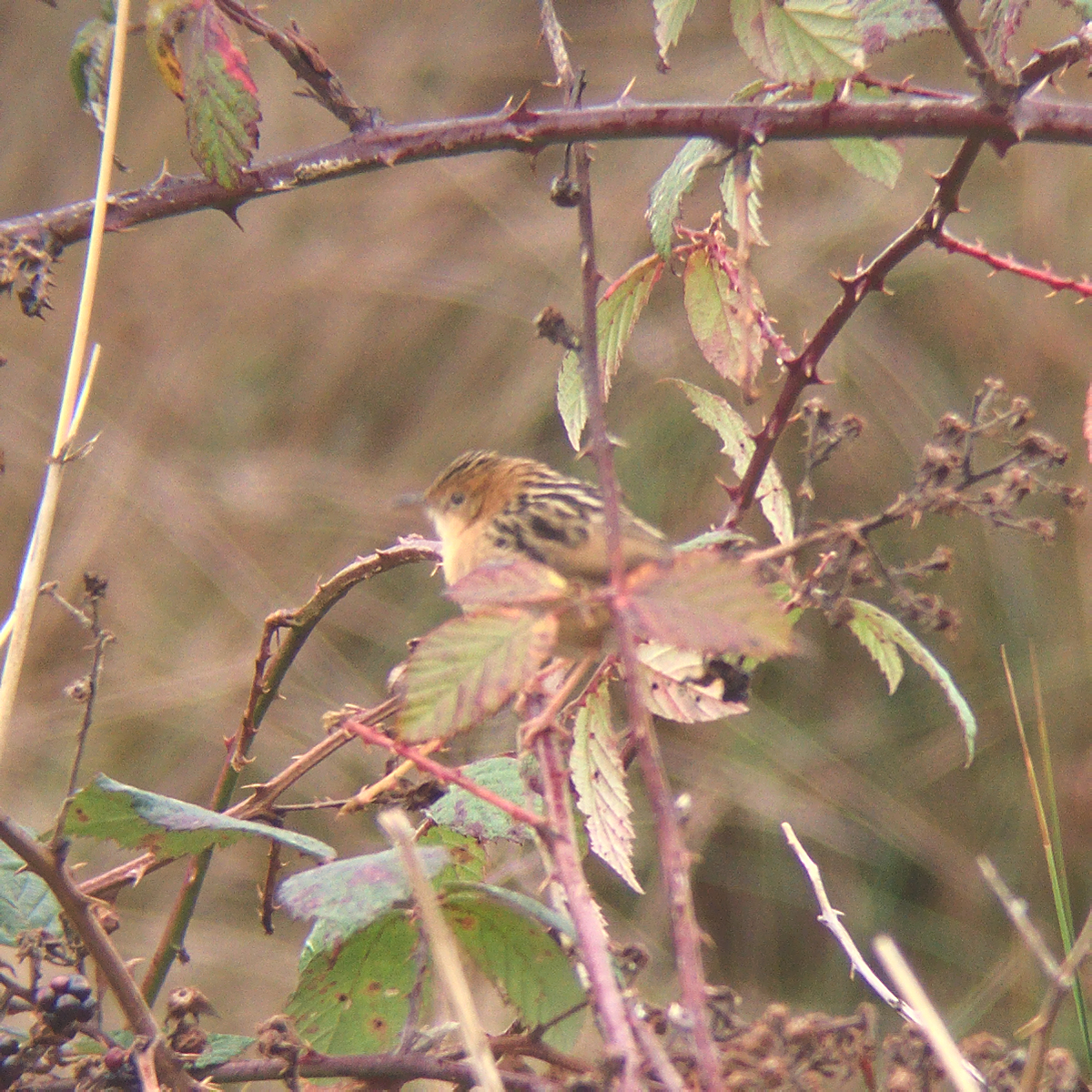 Golden-headed Cisticola