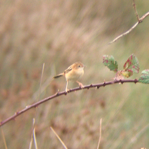 Golden-headed Cisticola