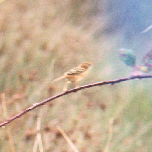 Golden-headed Cisticola