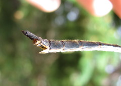 Somatochlora franklini