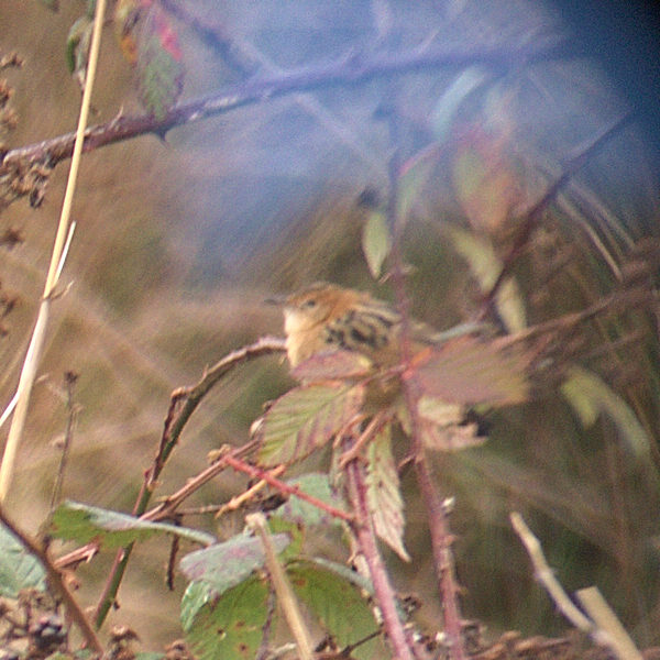 Golden-headed Cisticola