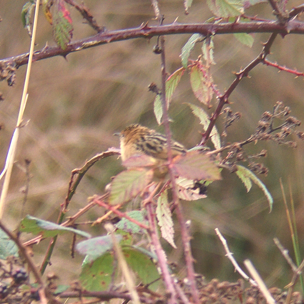 Golden-headed Cisticola