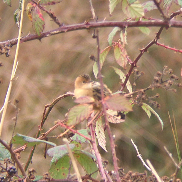 Golden-headed Cisticola