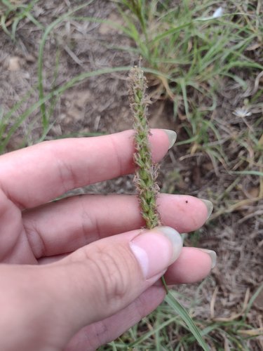 Cenchrus setigerus, 2022-06-04