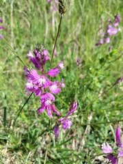 Polygala major