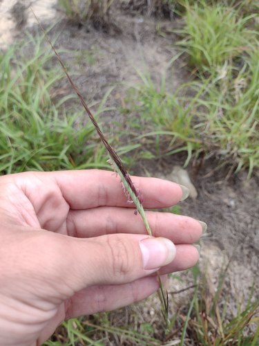 Heteropogon contortus observed 2022-06-04