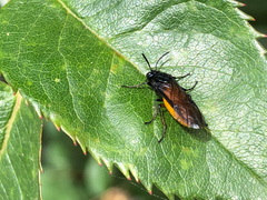 Arge pagana stephensii