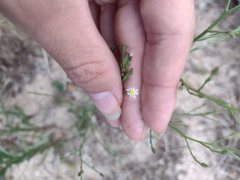 Symphyotrichum expansum