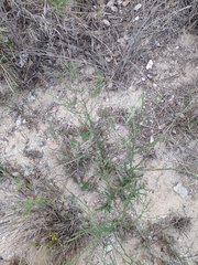 Symphyotrichum expansum