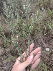 Symphyotrichum expansum