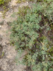 Chenopodium oahuense