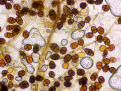 Alternaria