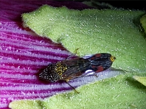 Smoketree Sharpshooter photo 4