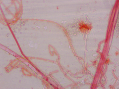 Penicillium