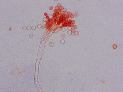 Penicillium