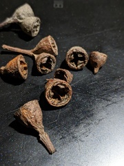 Eucalyptus pyrocarpa