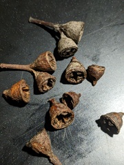 Eucalyptus pyrocarpa