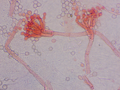 Penicillium