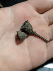 Eucalyptus pyrocarpa