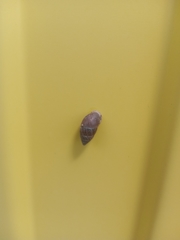 Ellobiidae