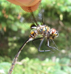 Somatochlora franklini