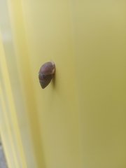 Ellobiidae