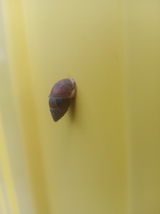 Ellobiidae