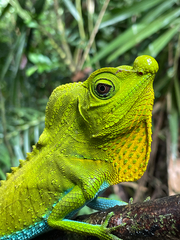 Lyriocephalus scutatus