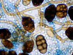 Alternaria