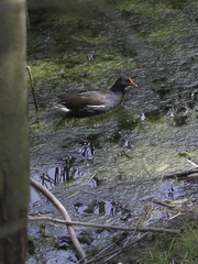 Gallinula chloropus
