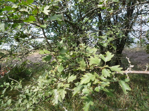 Crataegus meyeri, photograph 2