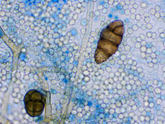 Alternaria