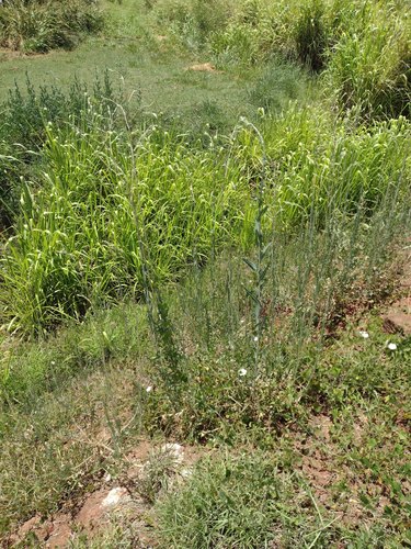 Lactuca sativa observed 2022-06-04