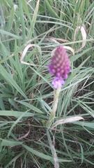 Anacamptis pyramidalis