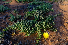 Cephalophyllum framesii