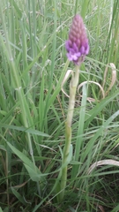 Anacamptis pyramidalis