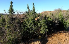 Asparagus mucronatus