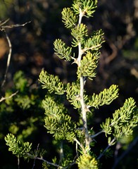 Asparagus mucronatus