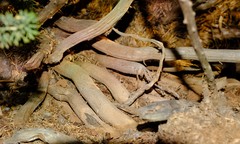 Asparagus mucronatus