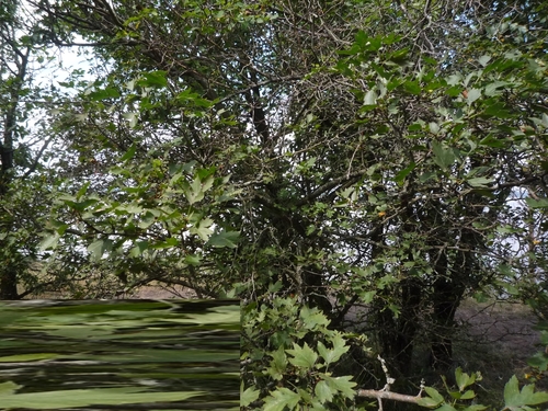 Crataegus meyeri, photograph 4