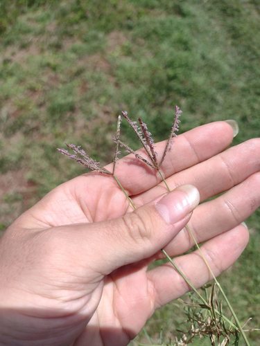 Cynodon dactylon observed 2022-06-04