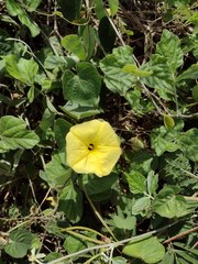 Ipomoea ochracea