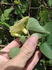 Ipomoea ochracea