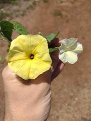 Ipomoea ochracea