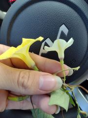Ipomoea ochracea