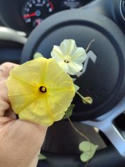 Ipomoea ochracea