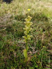 Dactylorhiza viridis